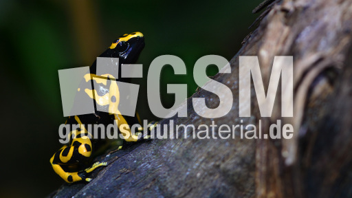 Gelbgebänderter Baumsteiger (2).jpg